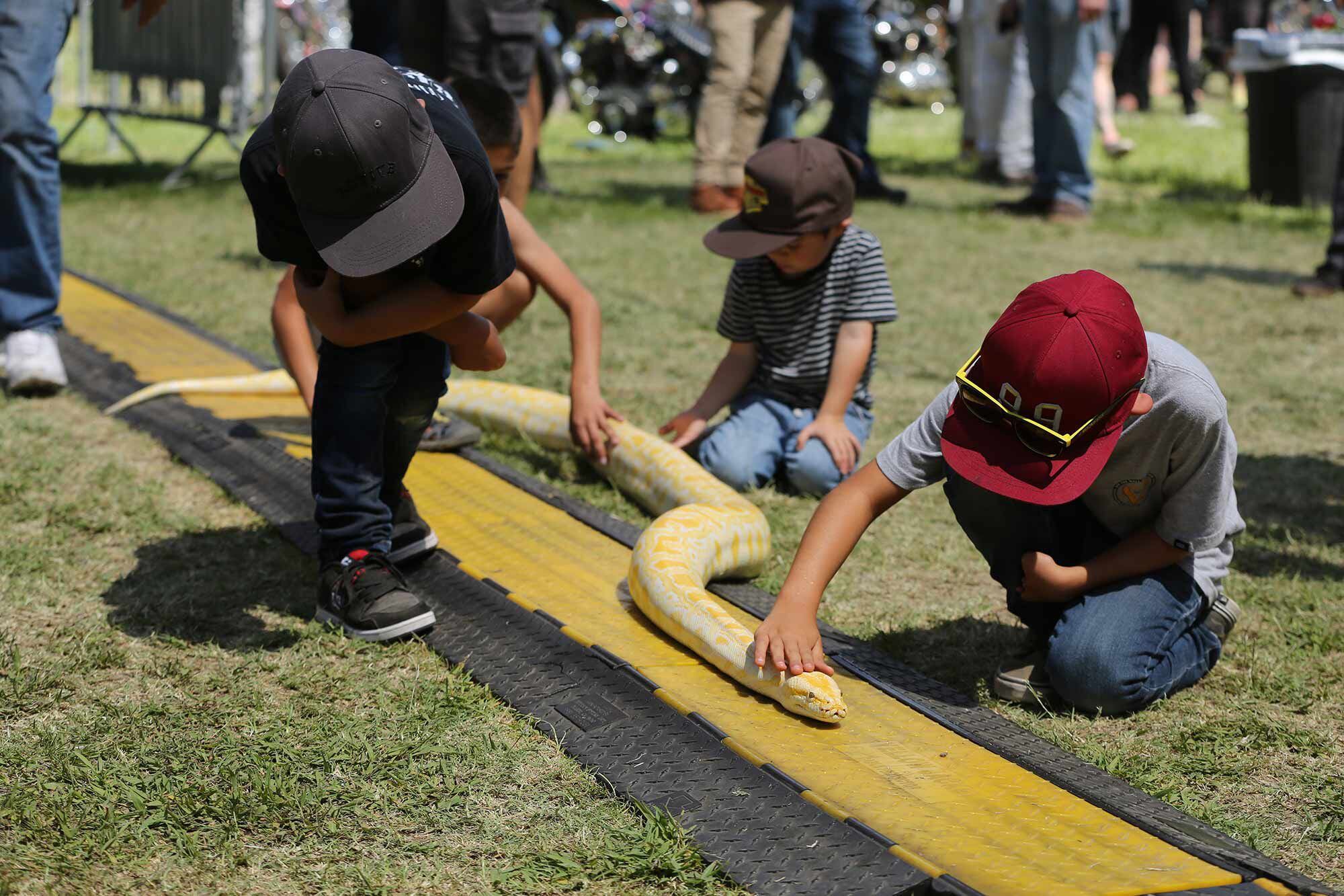 Would it even be a chopper show if there wasn’t some guy walking around with a huge snake for people to take pictures with?