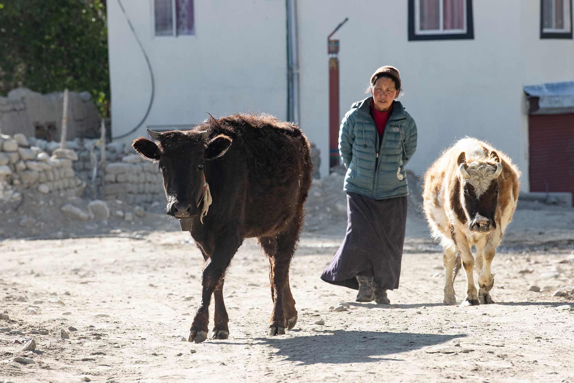 A Nepalese woman walks with her cattle in the walled-in city.